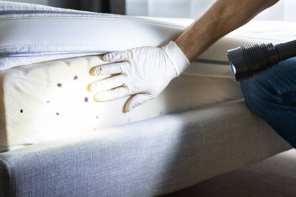 Best Local Pest Control Services  in Washington, DC