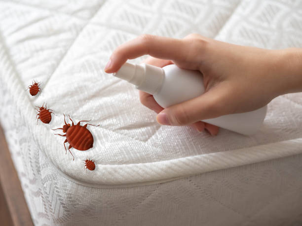Best Pest Control Near Me in Washington, DC